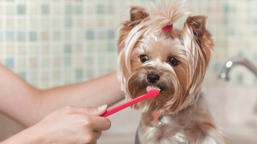 How to Brush your Pets Teeth
